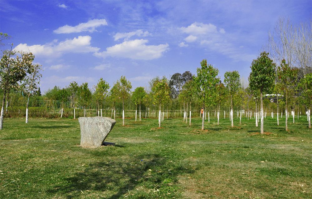 夏至已至，苗木養(yǎng)護(hù)正當(dāng)時(shí)